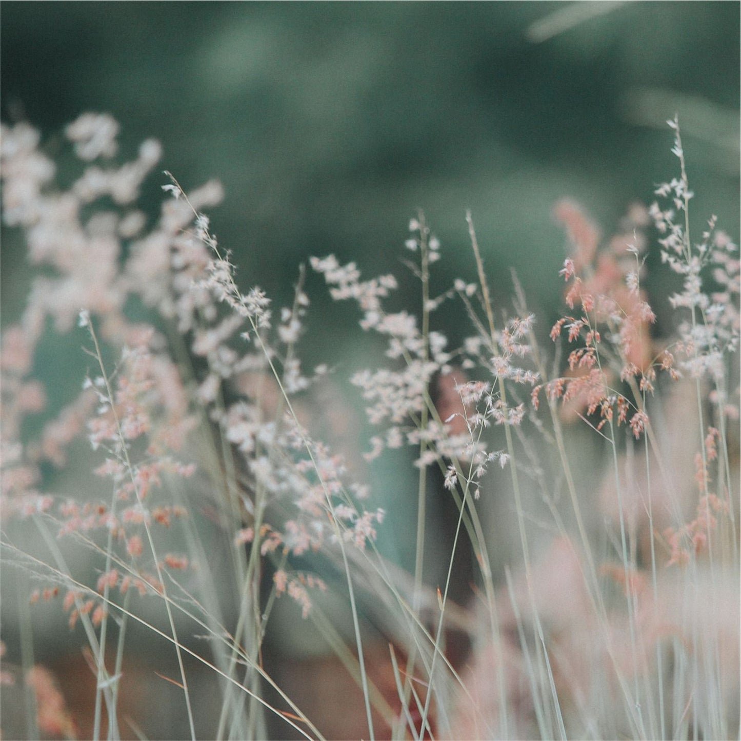Fondo Garden