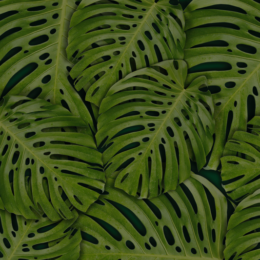 Fondo Monstera